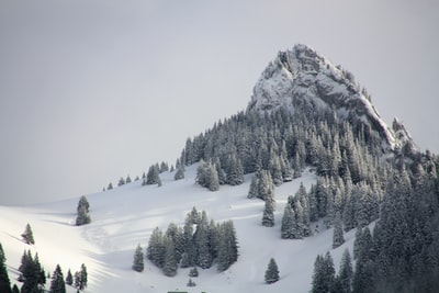 白雪皑皑的山上松树